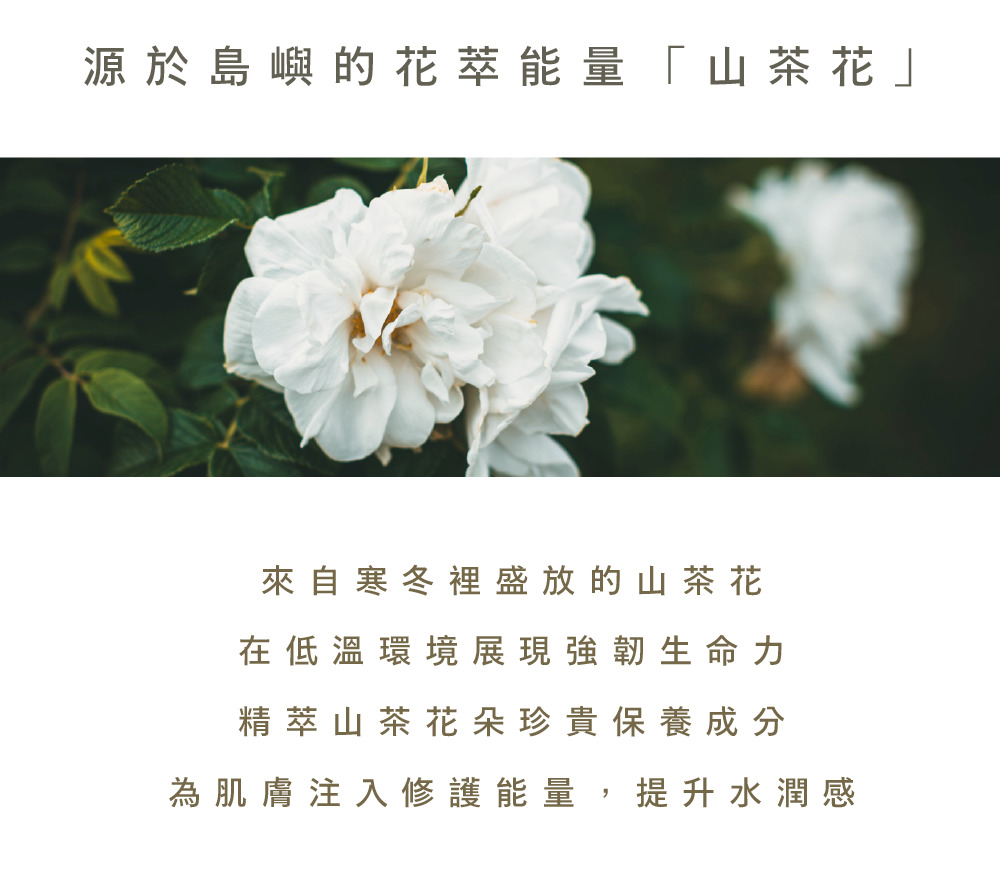 伊聖詩白玉歐蕾沐浴乳蘊含精萃山茶花朵珍貴保養成分，為肌膚注入修護能量，提升水潤感。