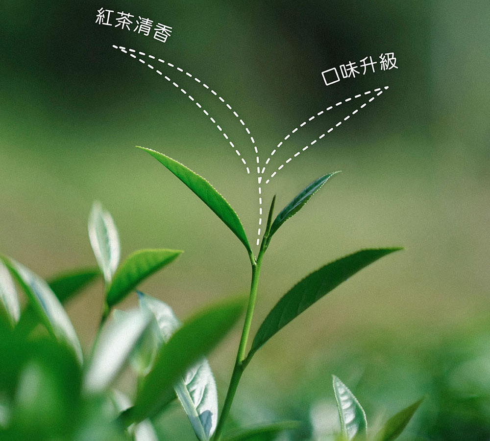 伊聖詩一日茶事天使紅茶益生菌添加自然農法栽培天使紅茶茶粉