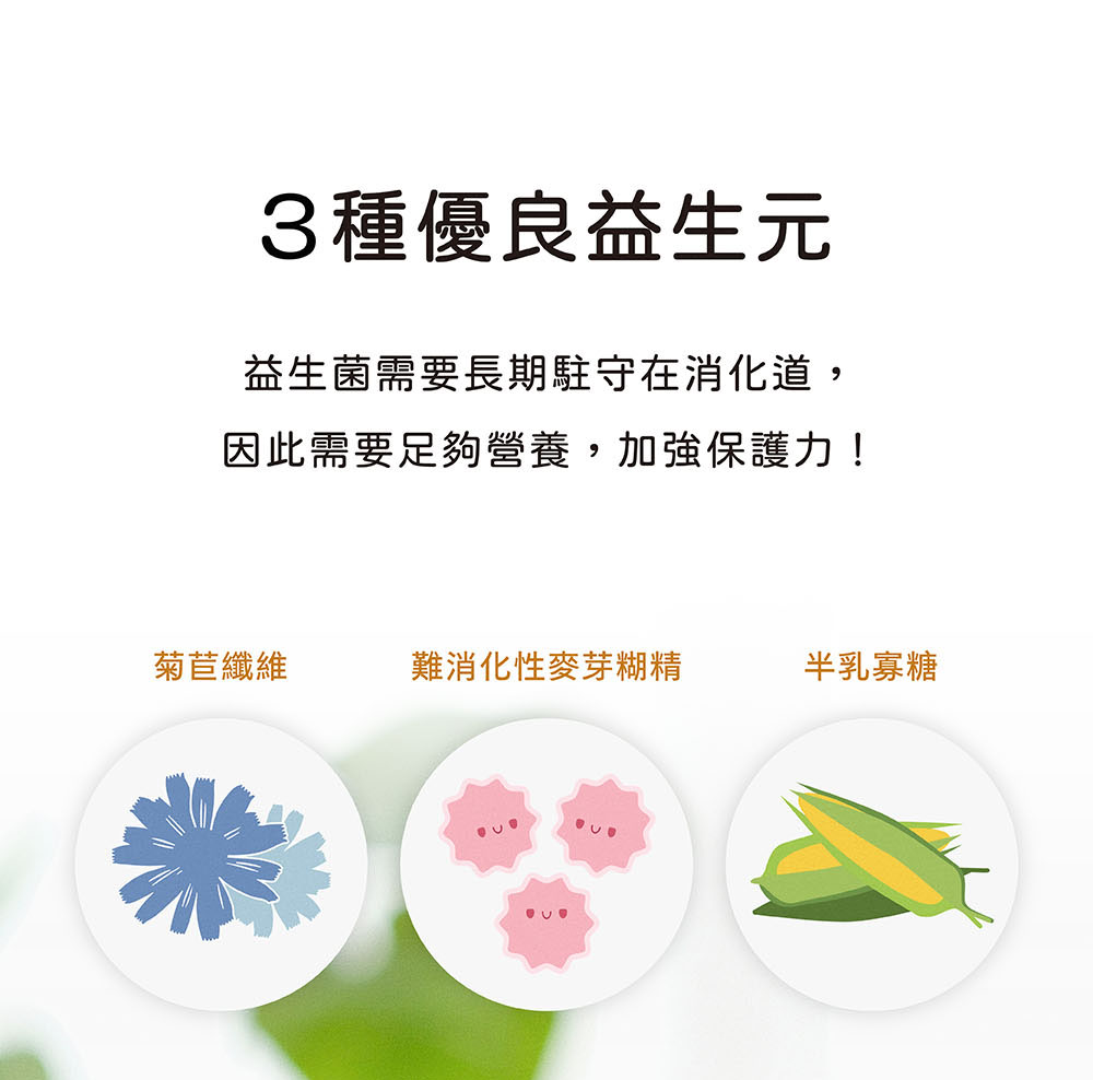 一日茶事天使紅茶腸道益生菌含有3種益生元:萵苣纖維、難消化性麥芽糊精、半乳寡糖